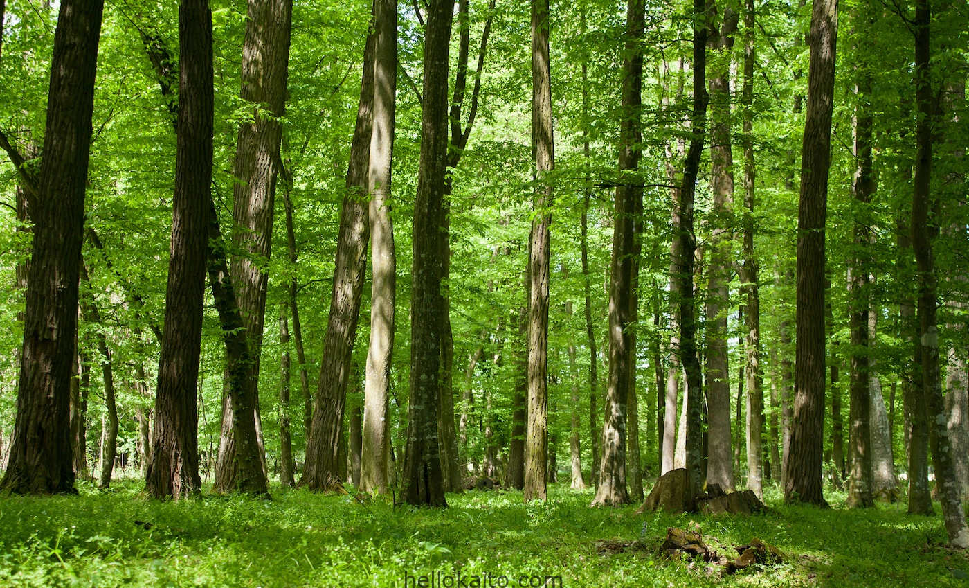 Importance of Trees Essay in Hindi पेड़ों का महत्व पर निबंध